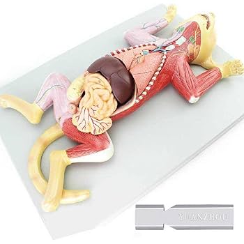 【美品】 猫の解剖図説 Amazon.co.jp: 4D解剖学的モデル、猫モデル、動物臓器解剖学